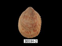 藏品(長鳥尾蛤)的圖片